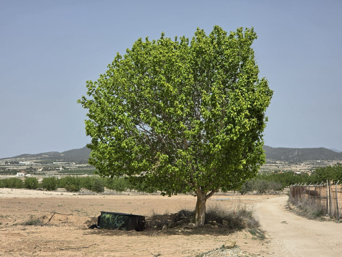 Se vende Terreno Rustico  en Costa Blanca, Alicante, España