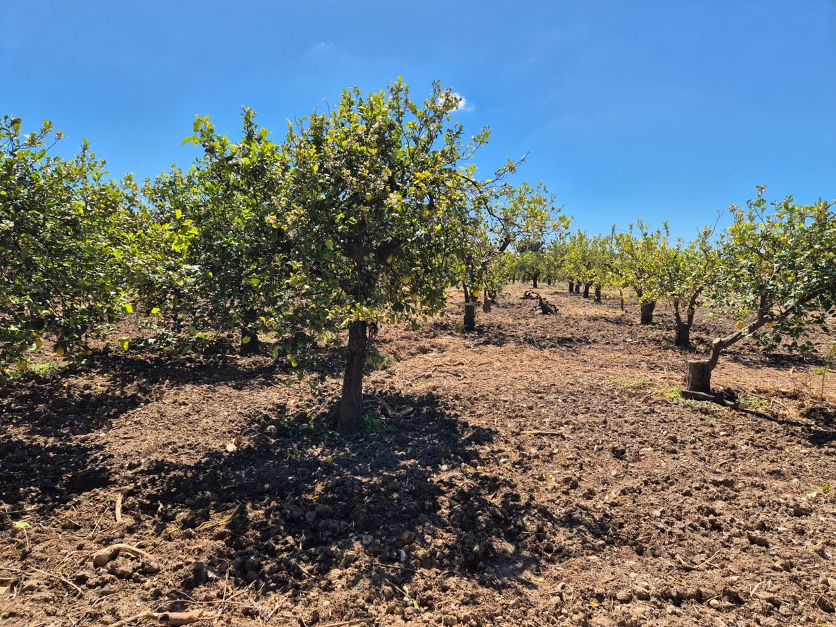 Se vende Terreno Rustico  en Costa Del Sol, Málaga, España