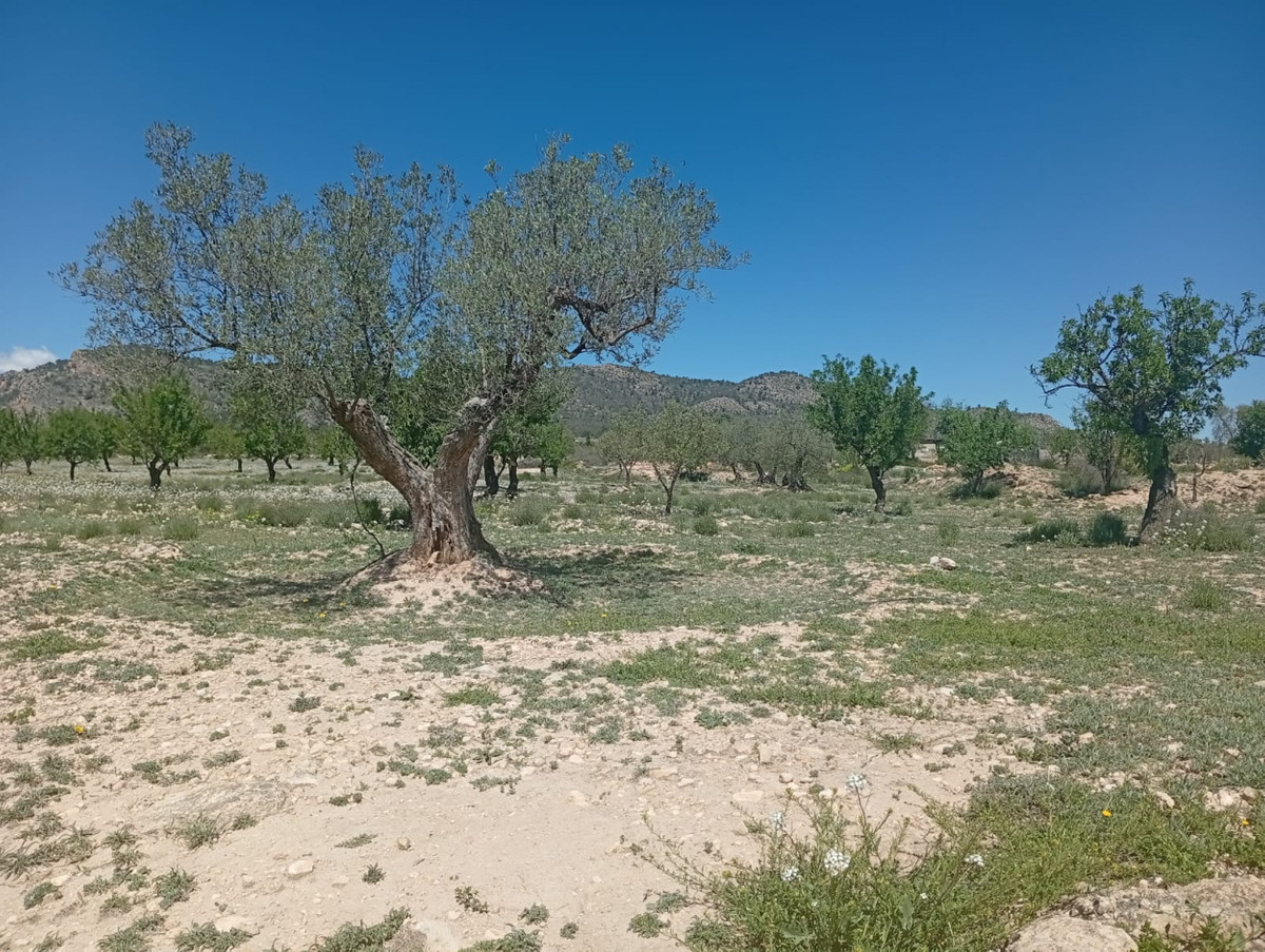 Plots for sale in Salinas Costa Blanca, Alicante, Spain
