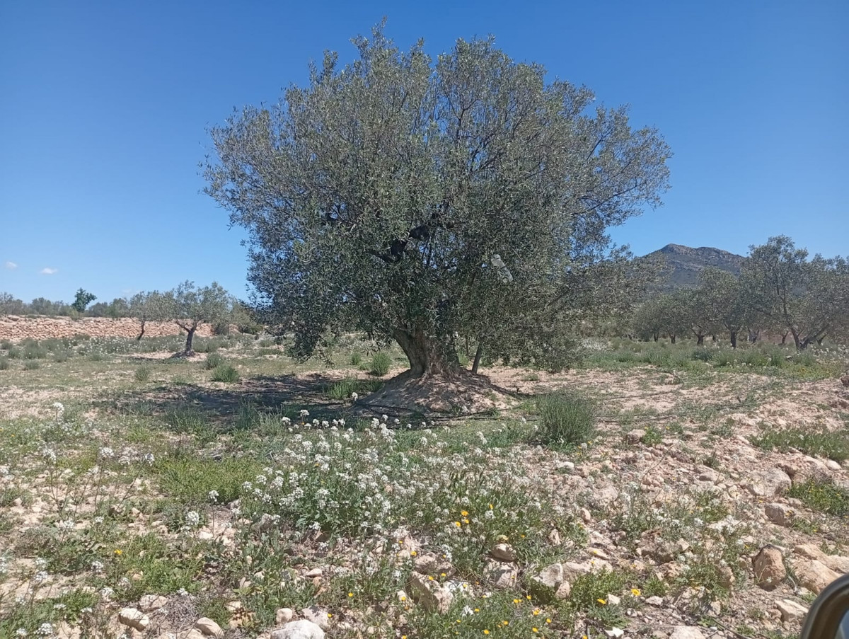 Plots for sale in Salinas Costa Blanca, Alicante, Spain
