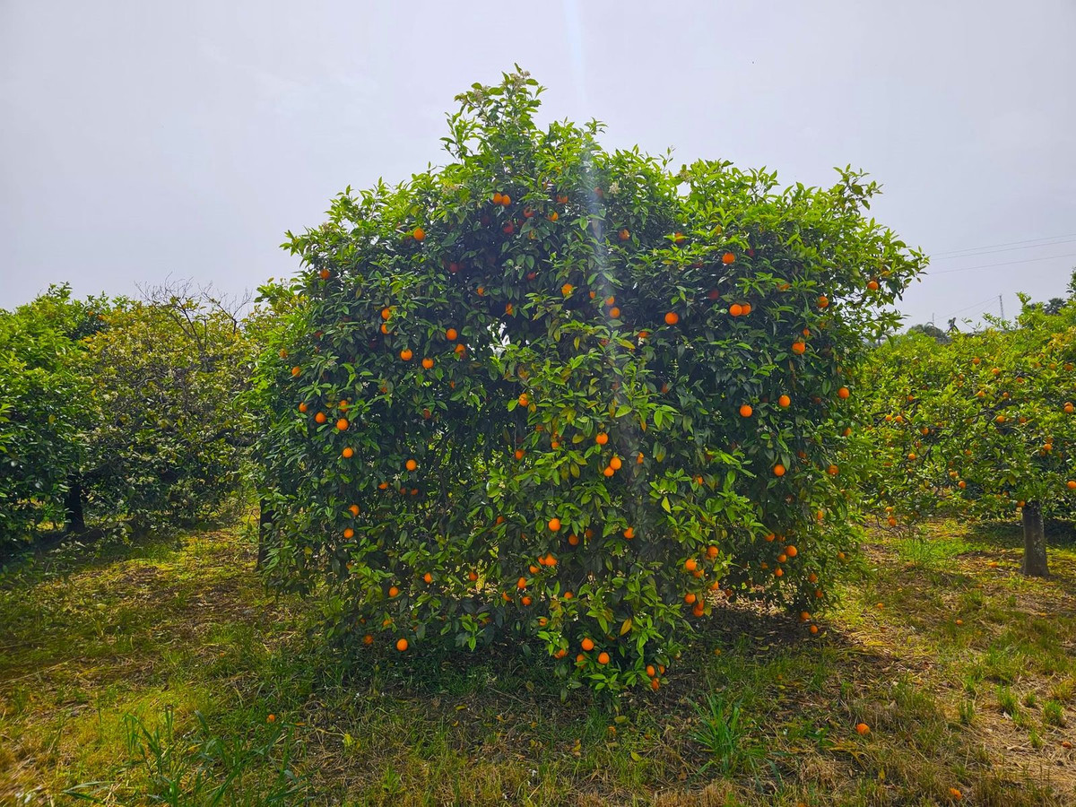 Se vende Finca - Cortijo de 1 dormitorios en Costa Del Sol, Málaga, España
