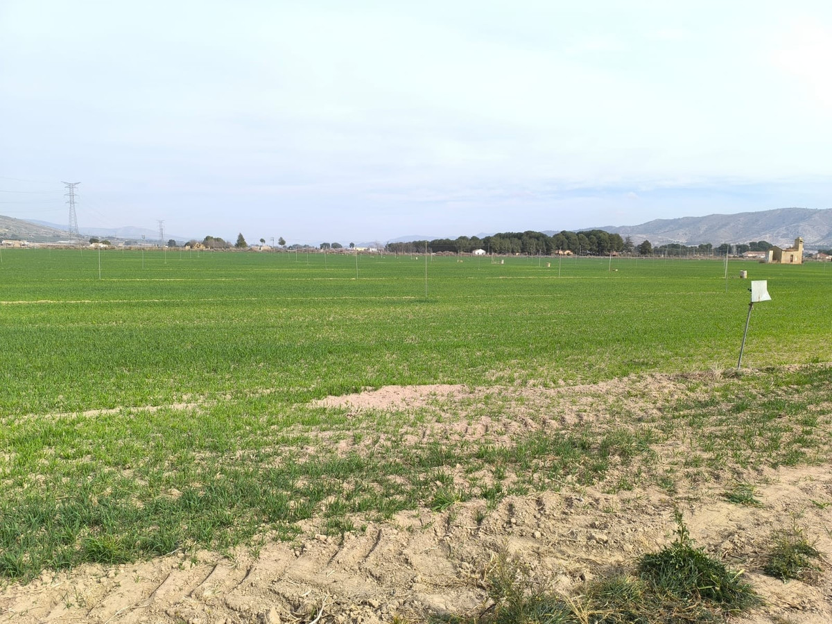 Plots for sale in Villena Costa Blanca, Alicante, Spain