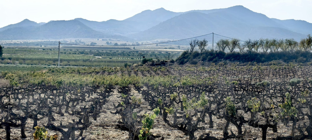 Plots for sale in Pinoso Costa Blanca, Alicante, Spain
