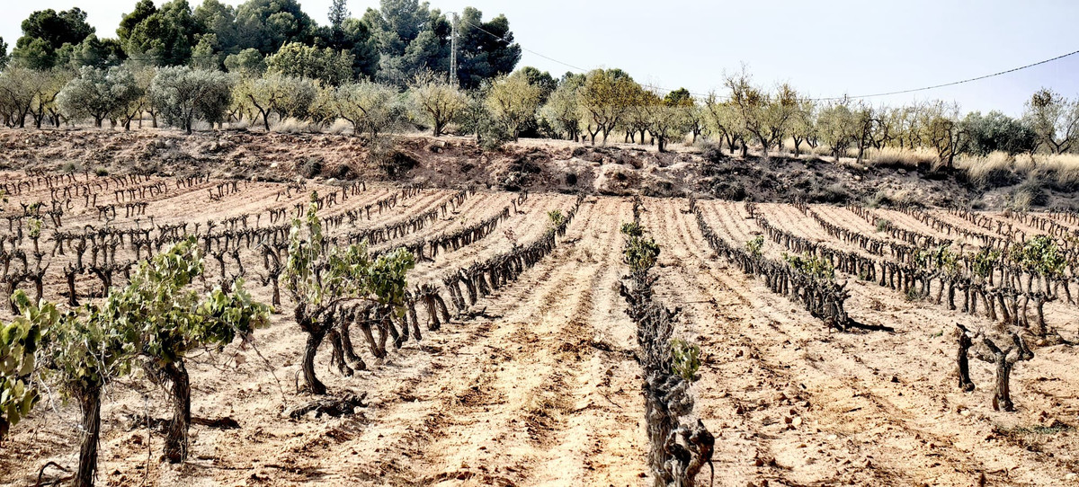 Plots for sale in Pinoso Costa Blanca, Alicante, Spain