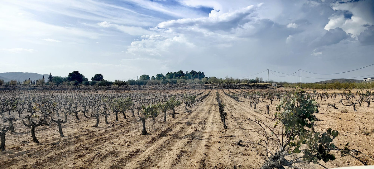 Plots for sale in Pinoso Costa Blanca, Alicante, Spain
