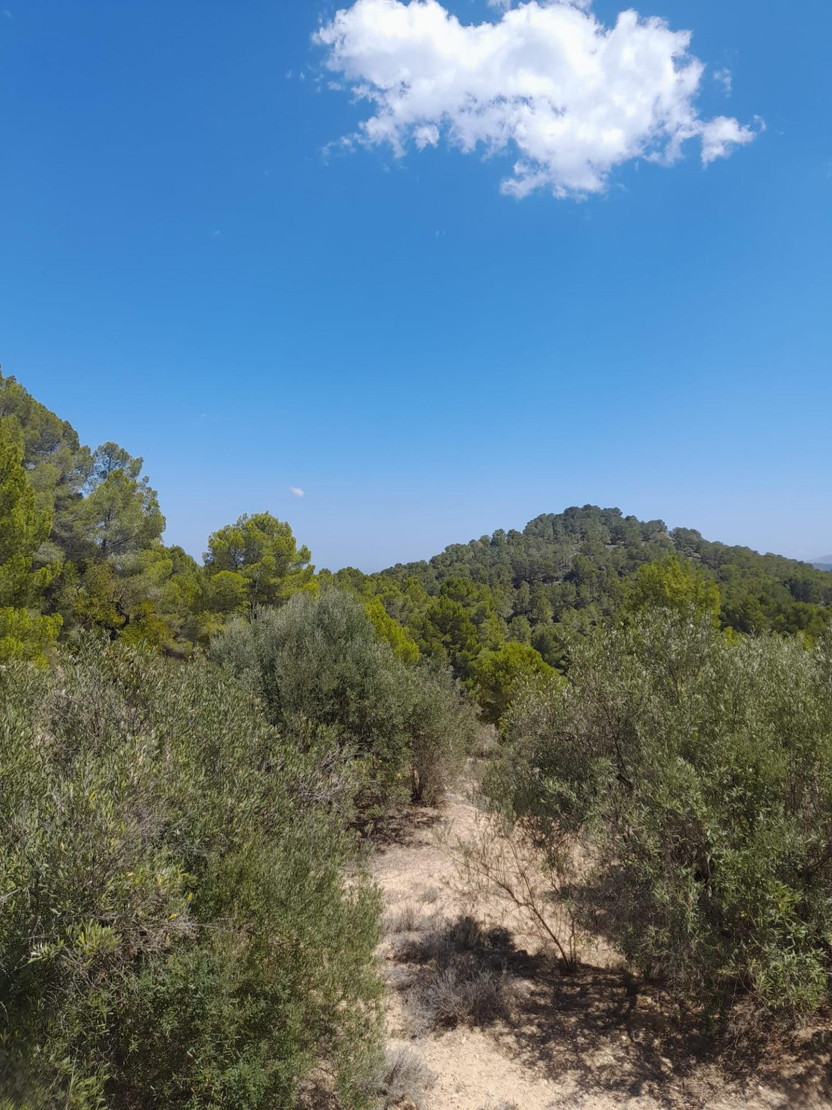 Se vende Terreno Rustico  en Costa Blanca, Alicante, España