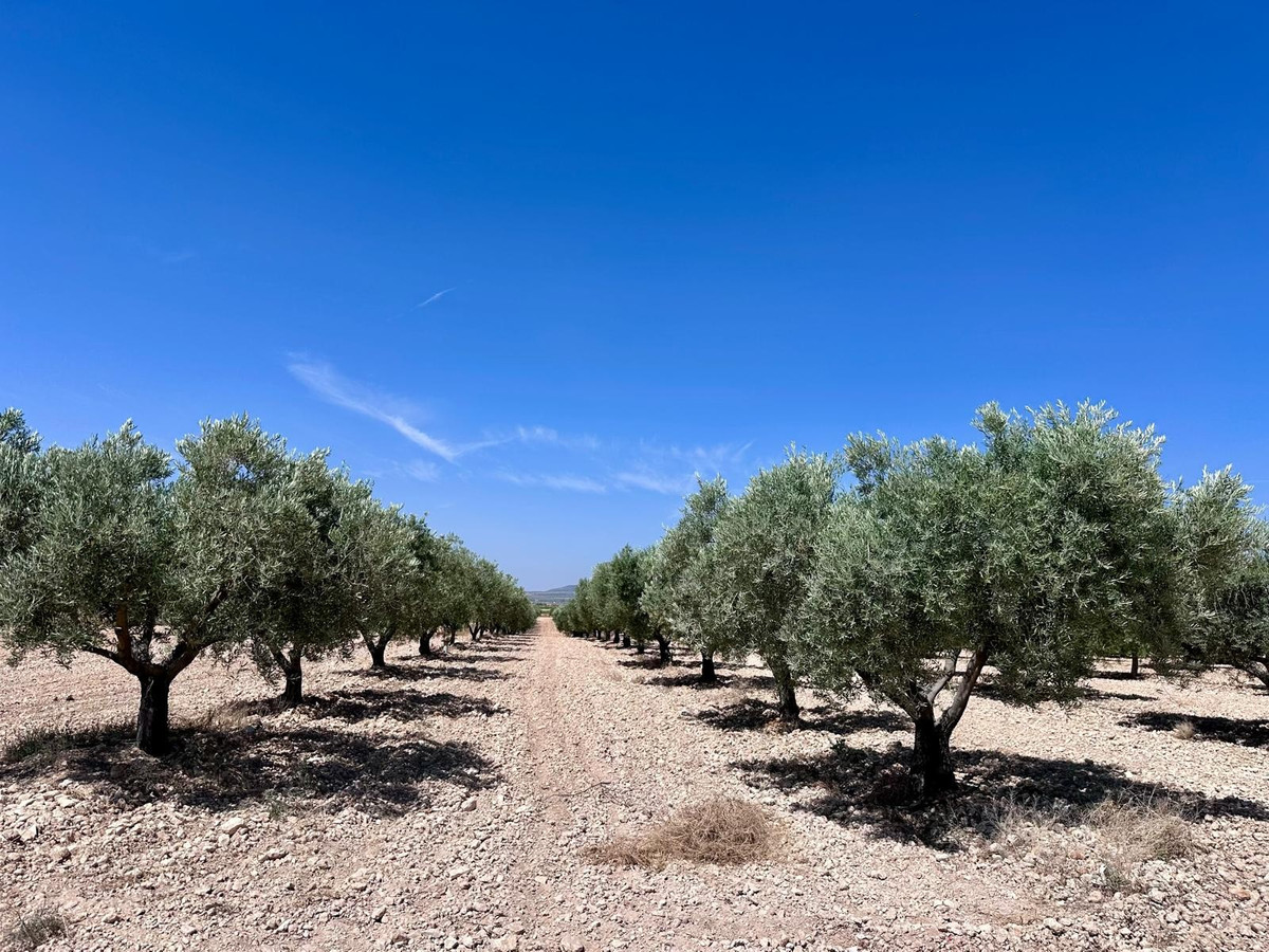 Plots for sale in Monóvar Costa Blanca, Alicante, Spain
