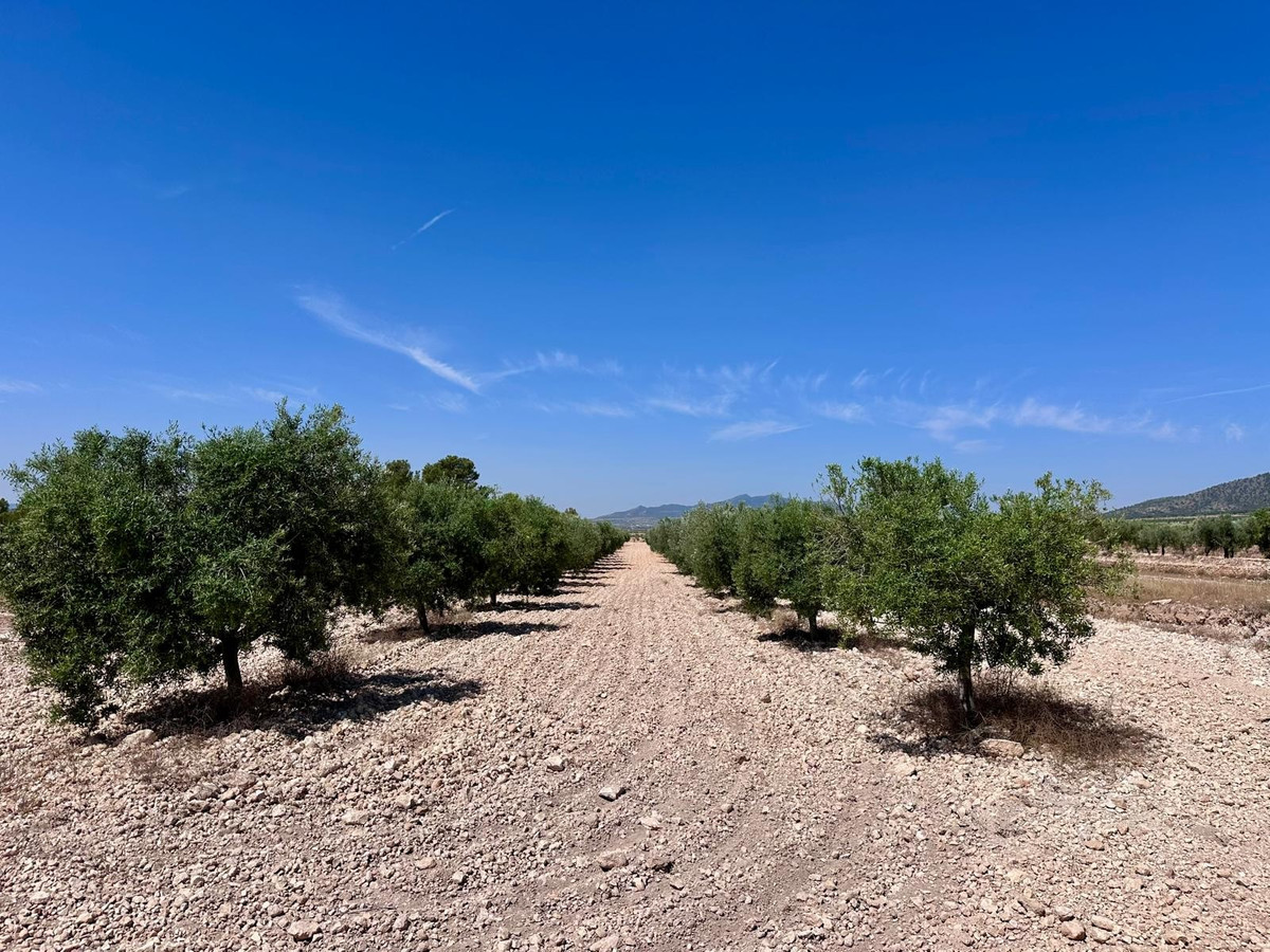 Plots for sale in Monóvar Costa Blanca, Alicante, Spain