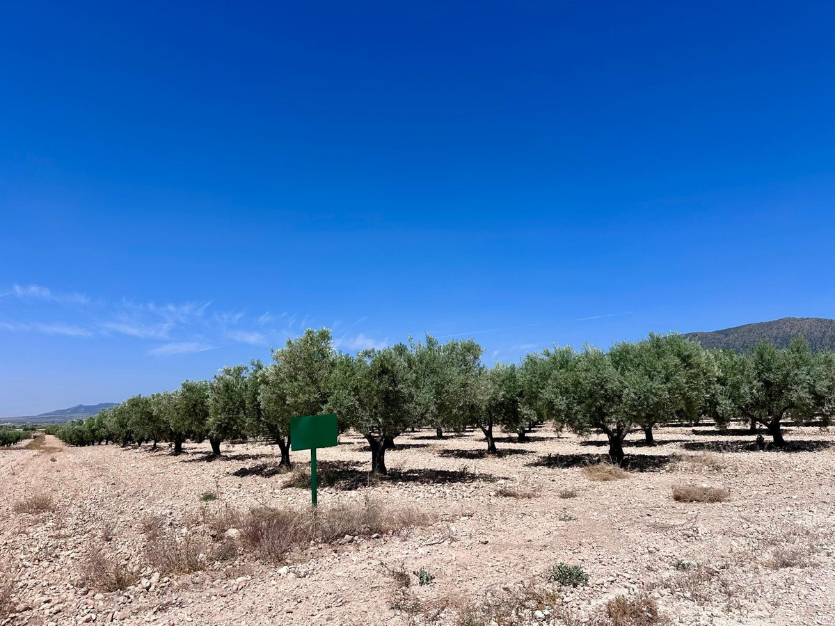 Plots for sale in Monóvar Costa Blanca, Alicante, Spain
