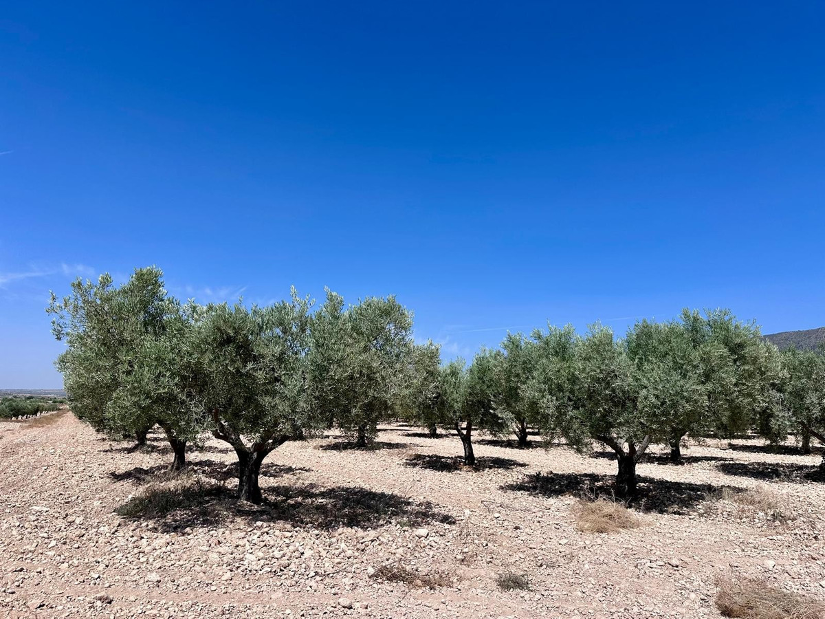 Plots for sale in Monóvar Costa Blanca, Alicante, Spain