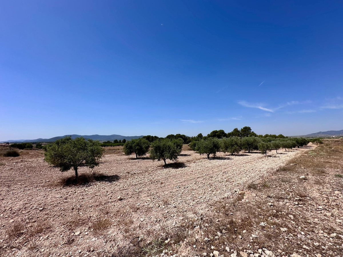 Plots for sale in Monóvar Costa Blanca, Alicante, Spain