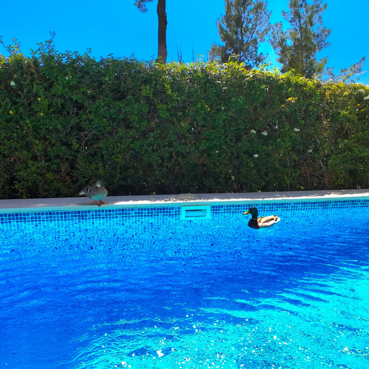 Se vende Villa - Chalet de 4 dormitorios en Costa Del Sol, Málaga, España