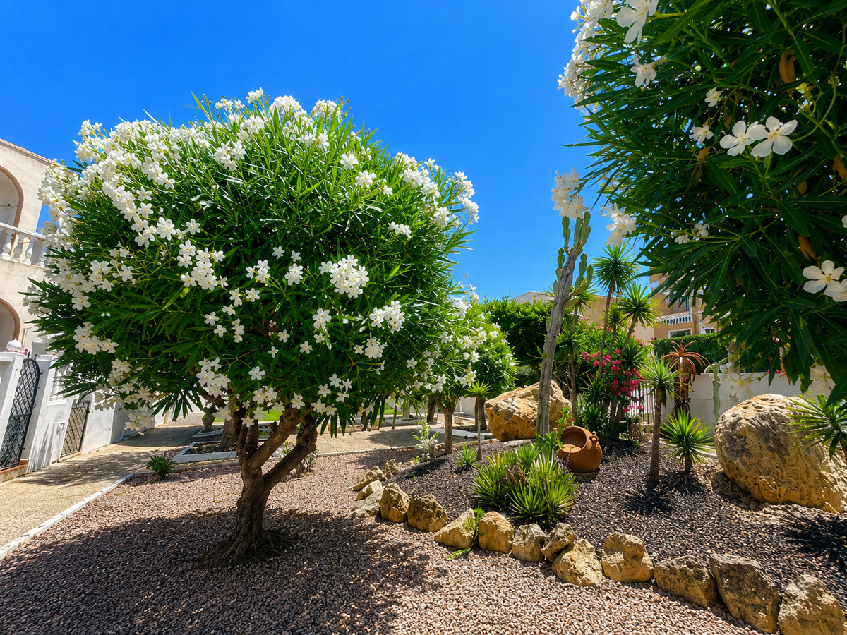 1 Bed Townhouse for sale in La Mata Costa Blanca, Alicante, Spain