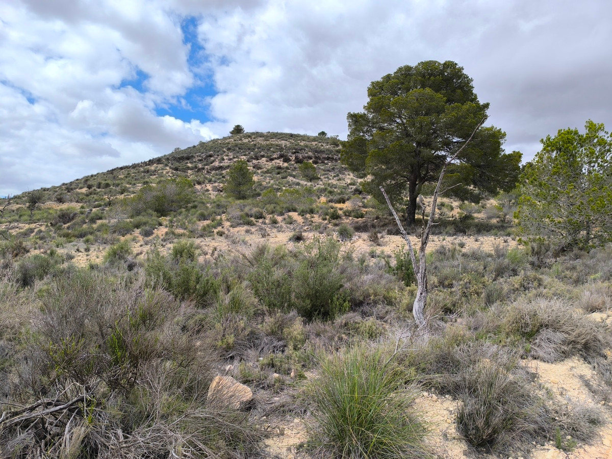 Plots for sale in Pinoso Costa Blanca, Alicante, Spain