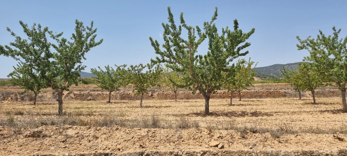 Se vende Terreno Rustico  en Costa Calida, Murcia, España