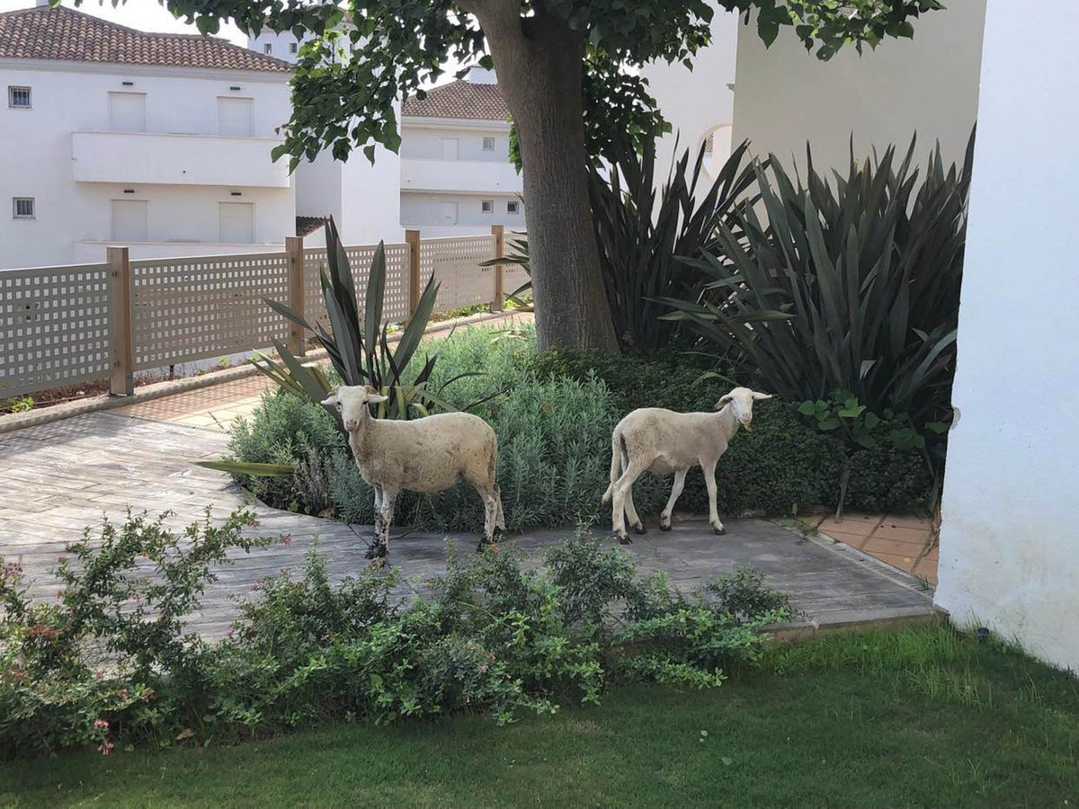 3 Bed Apartment for sale in La Duquesa Costa Del Sol, Málaga, Spain