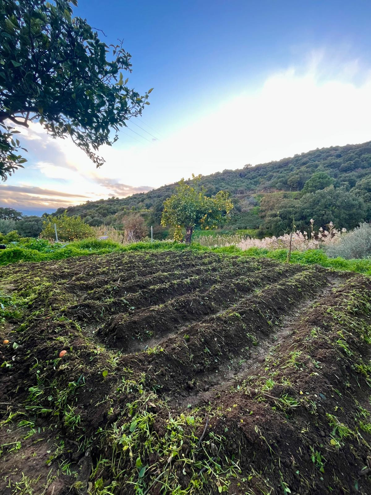 Se vende Granja de 3 dormitorios en Costa Del Sol, Málaga, España
