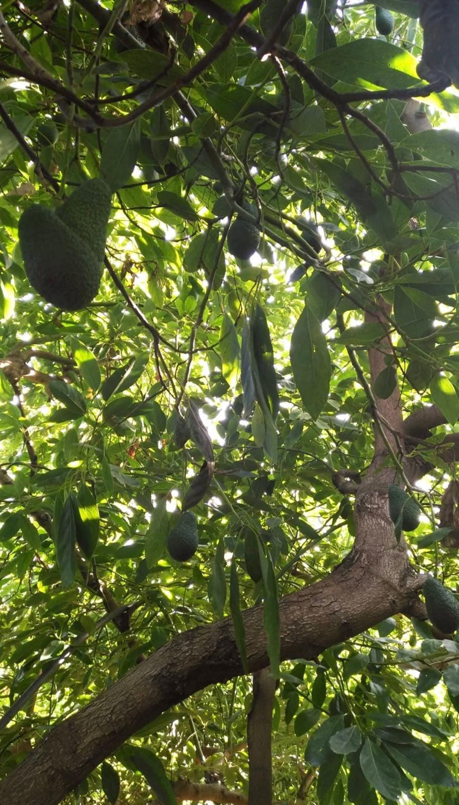 Se vende Granja de 3 dormitorios en Costa Del Sol, Málaga, España