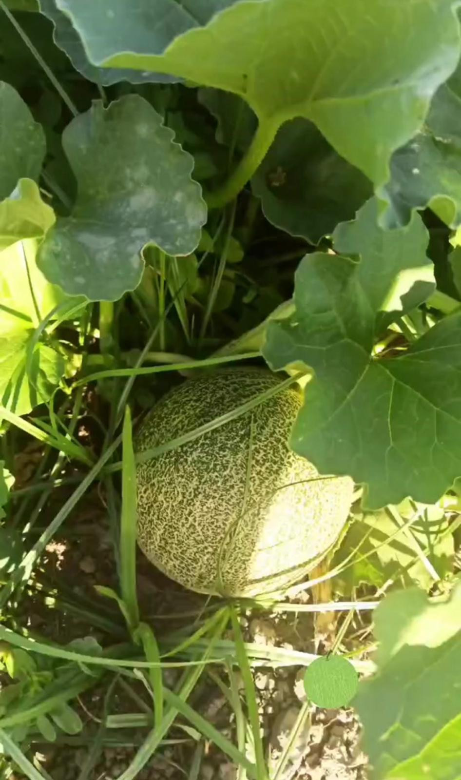 Se vende Granja de 3 dormitorios en Costa Del Sol, Málaga, España