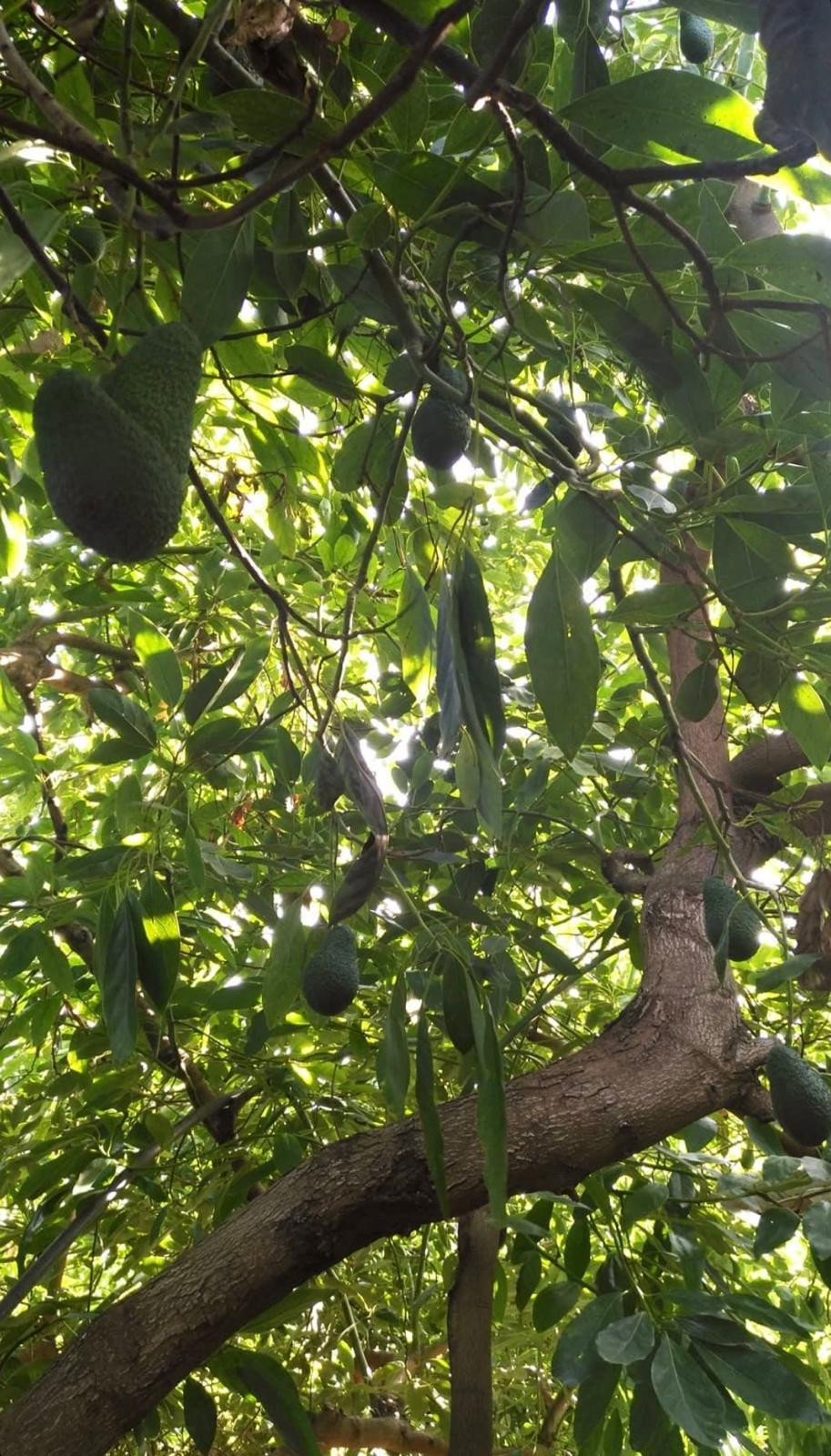 Se vende Granja de 3 dormitorios en Costa Del Sol, Málaga, España