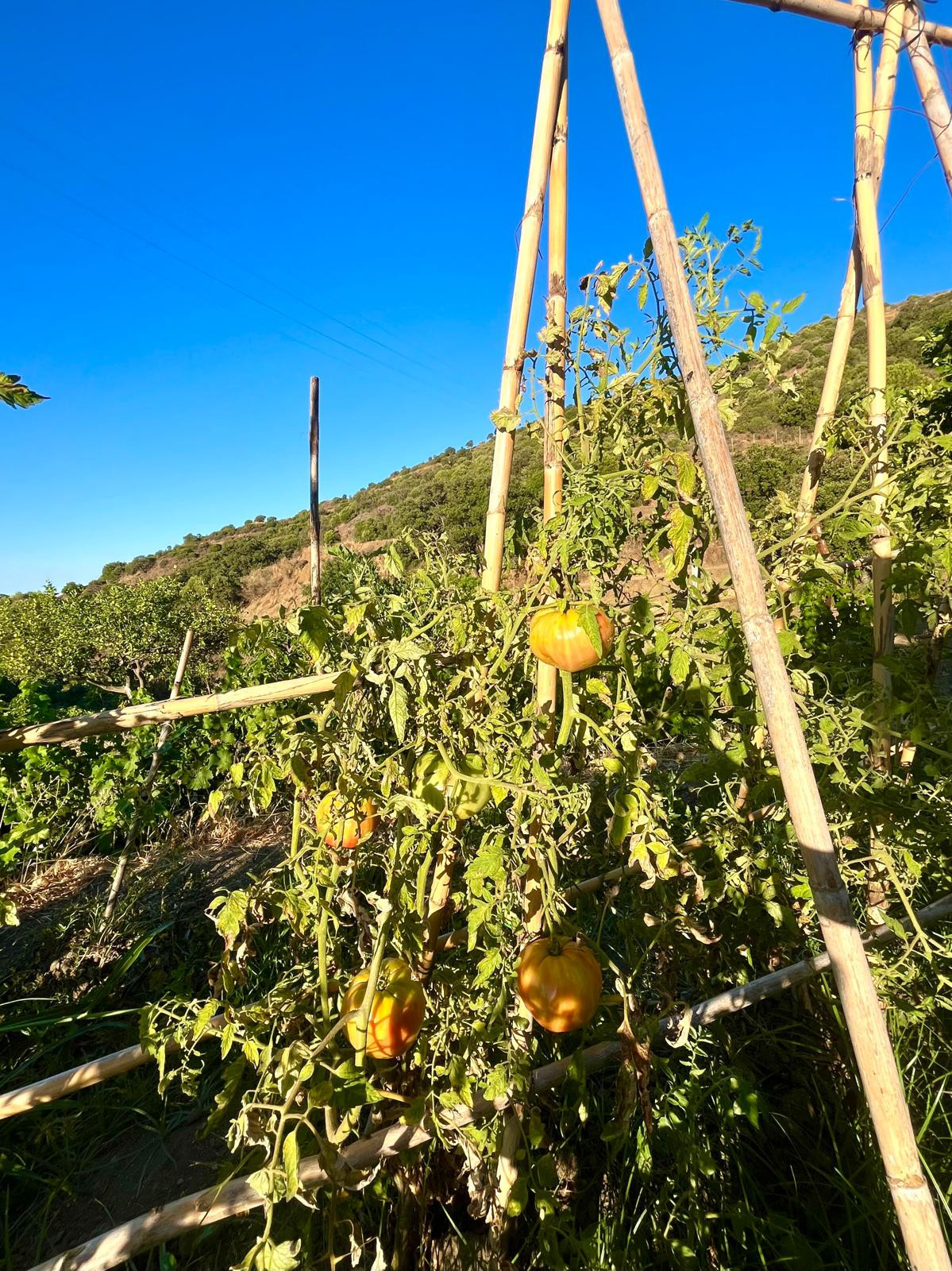 Se vende Granja de 3 dormitorios en Costa Del Sol, Málaga, España