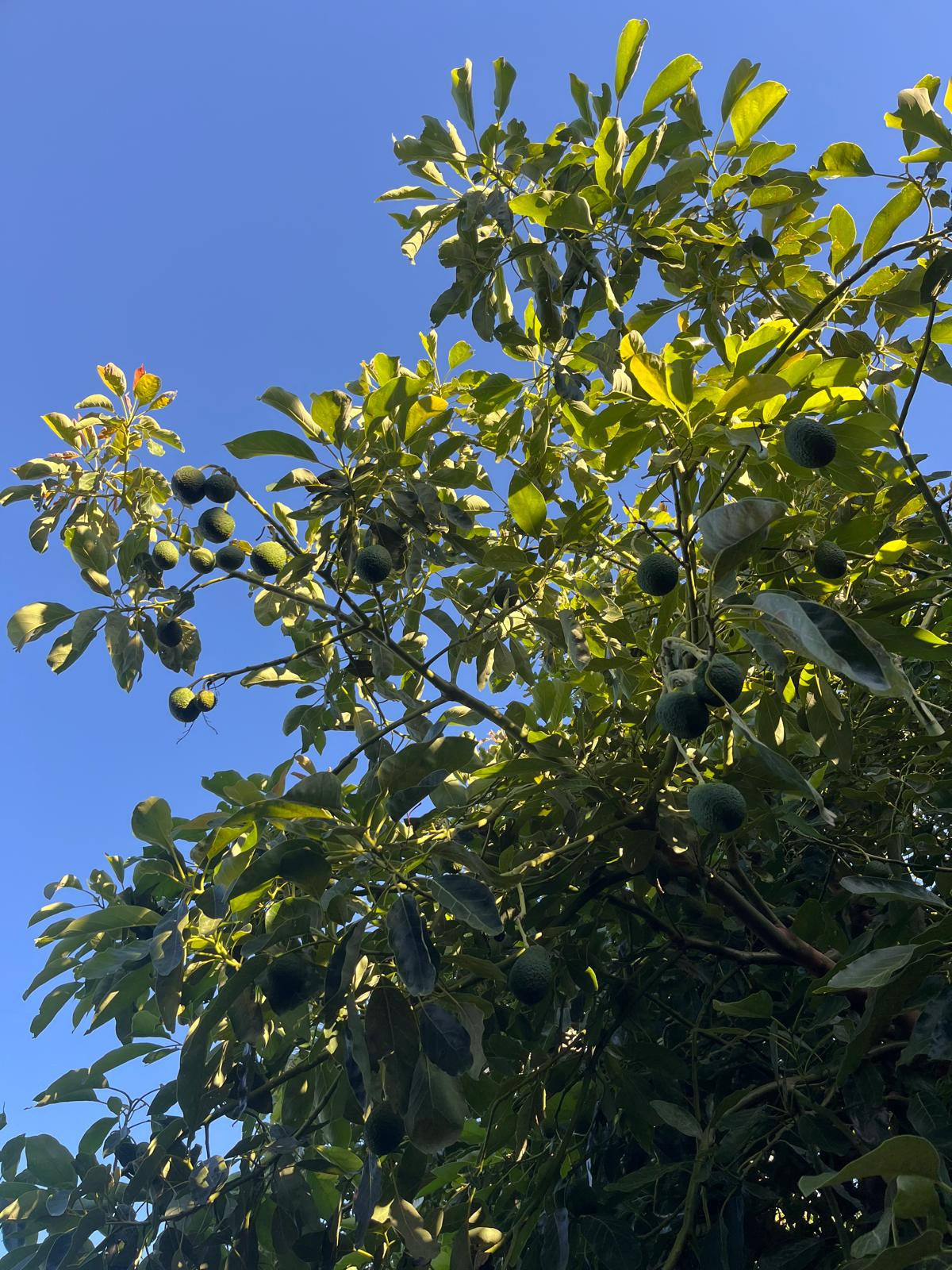 Se vende Granja de 3 dormitorios en Costa Del Sol, Málaga, España