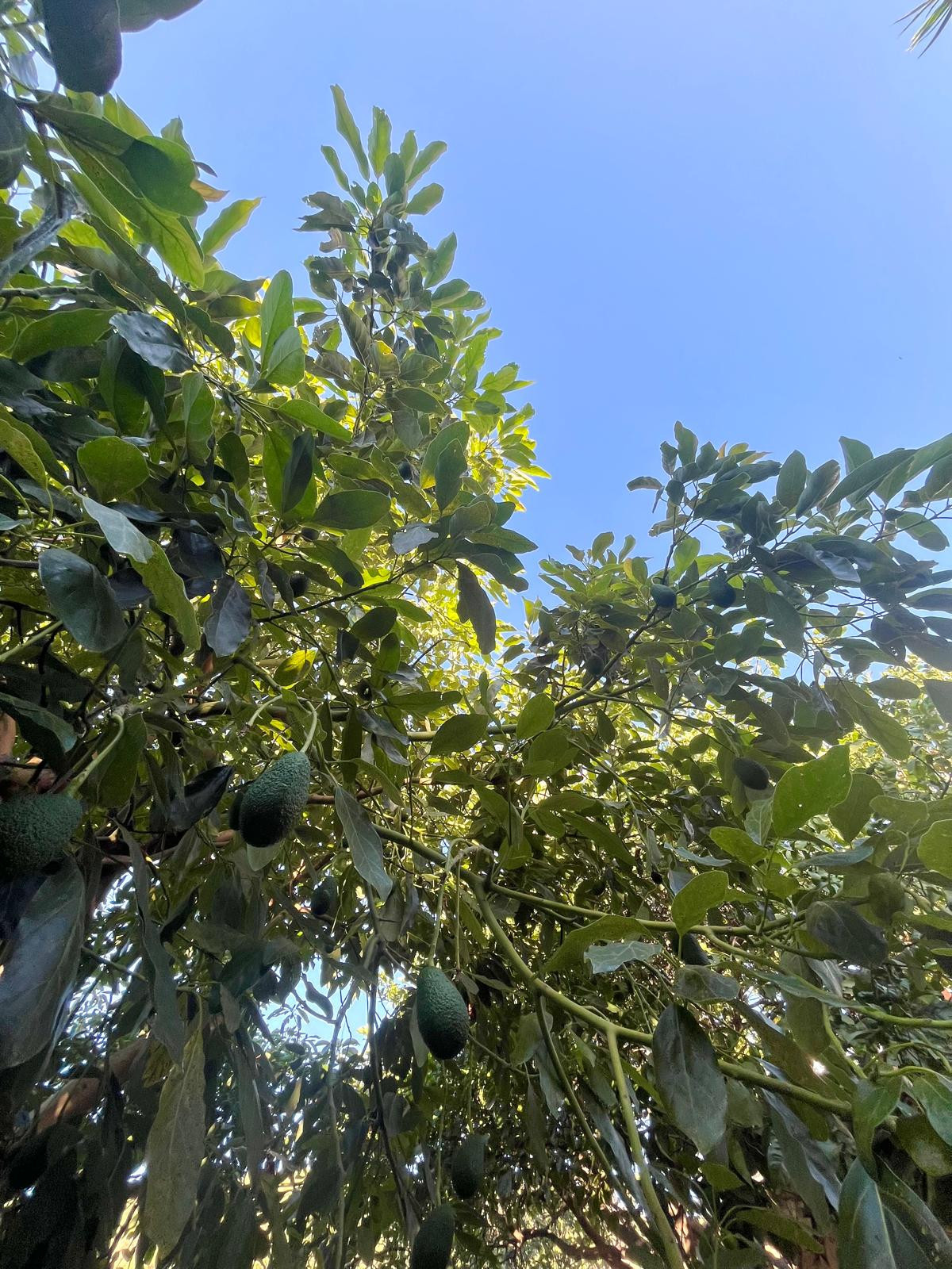 Se vende Granja de 3 dormitorios en Costa Del Sol, Málaga, España