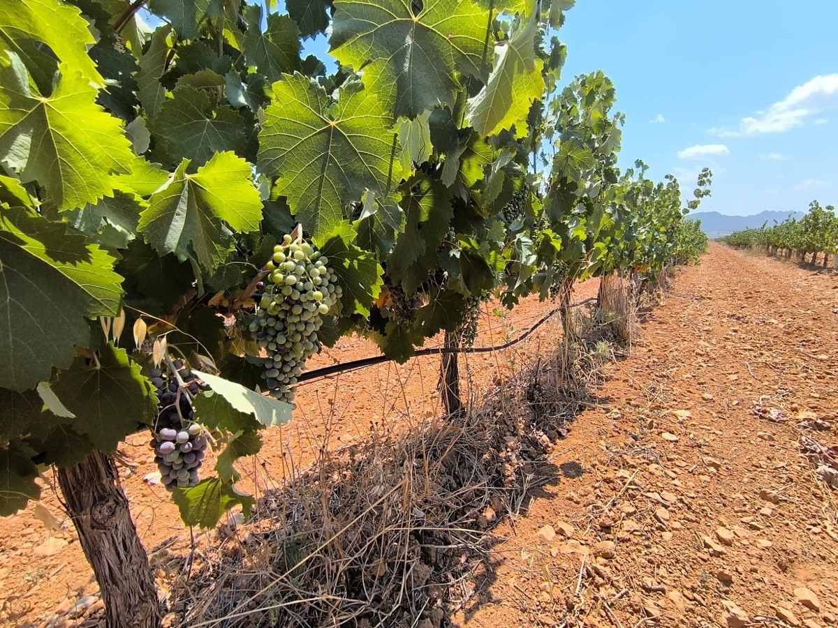 Plots for sale in Yecla Costa Calida, Murcia, Spain