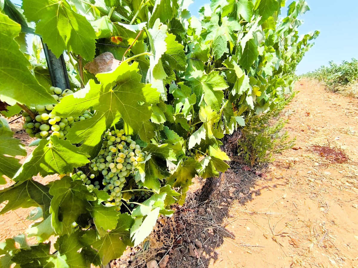 Plots for sale in Yecla Costa Calida, Murcia, Spain
