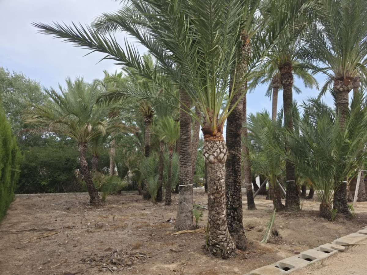 Se vende Finca - Cortijo de 2 dormitorios en Costa Blanca, Alicante, España