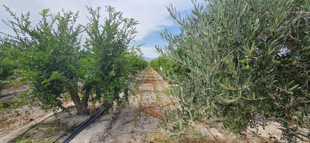 Se vende Terreno Rustico  en Costa Blanca, Alicante, España