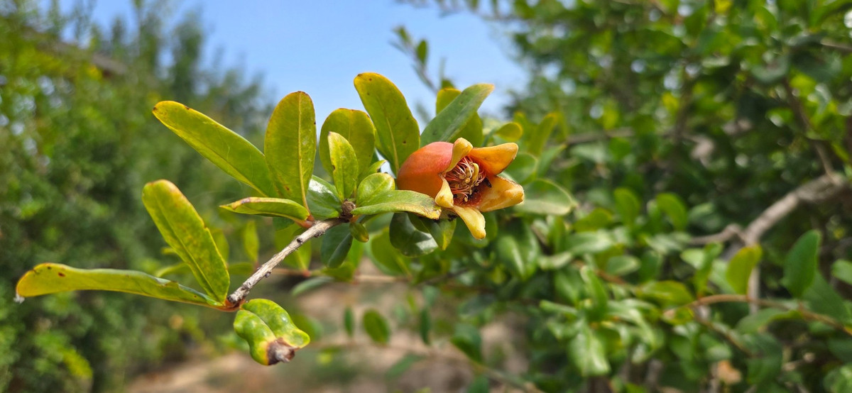 Se vende Terreno Rustico  en Costa Blanca, Alicante, España