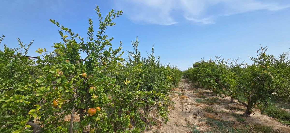 Se vende Terreno Rustico  en Costa Blanca, Alicante, España