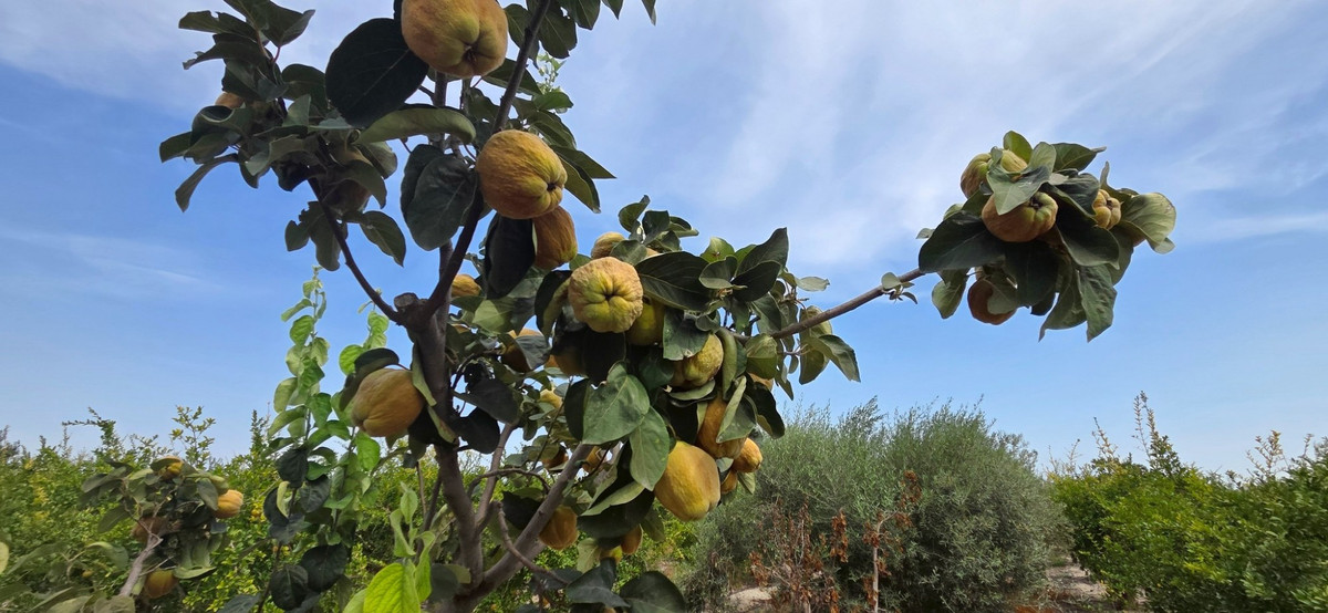 Se vende Terreno Rustico  en Costa Blanca, Alicante, España