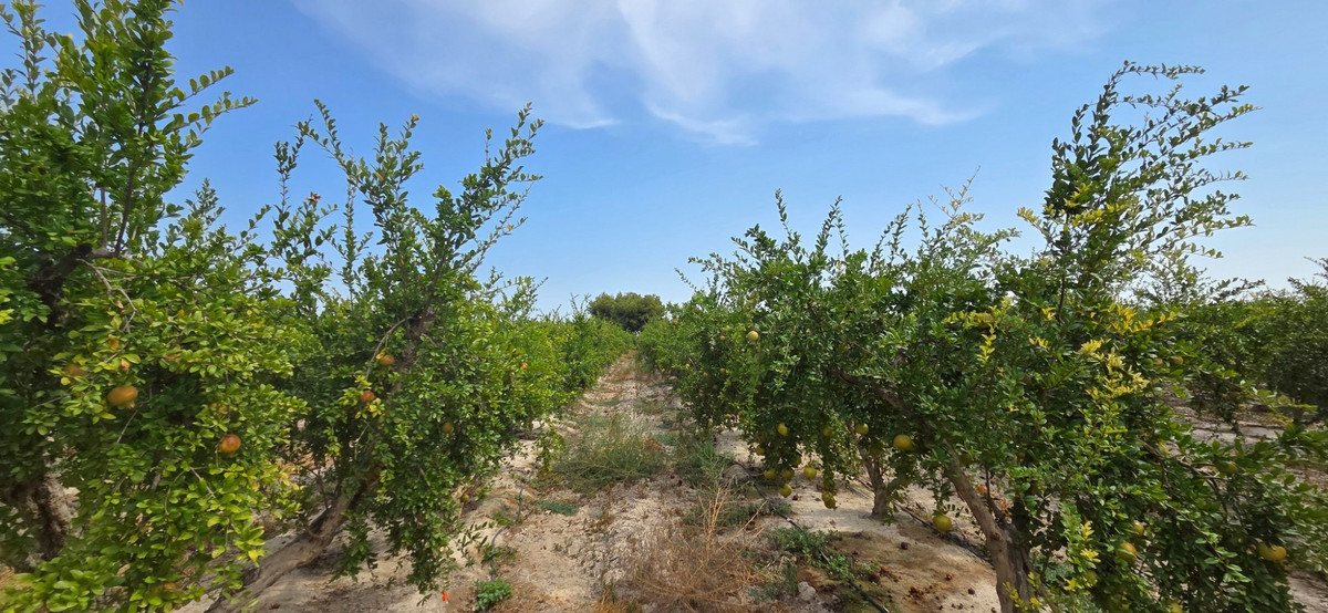 Se vende Terreno Rustico  en Costa Blanca, Alicante, España
