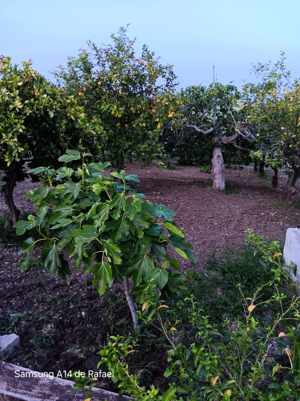 Se vende Terreno Rustico de 1 dormitorios en Costa Del Sol, Málaga, España