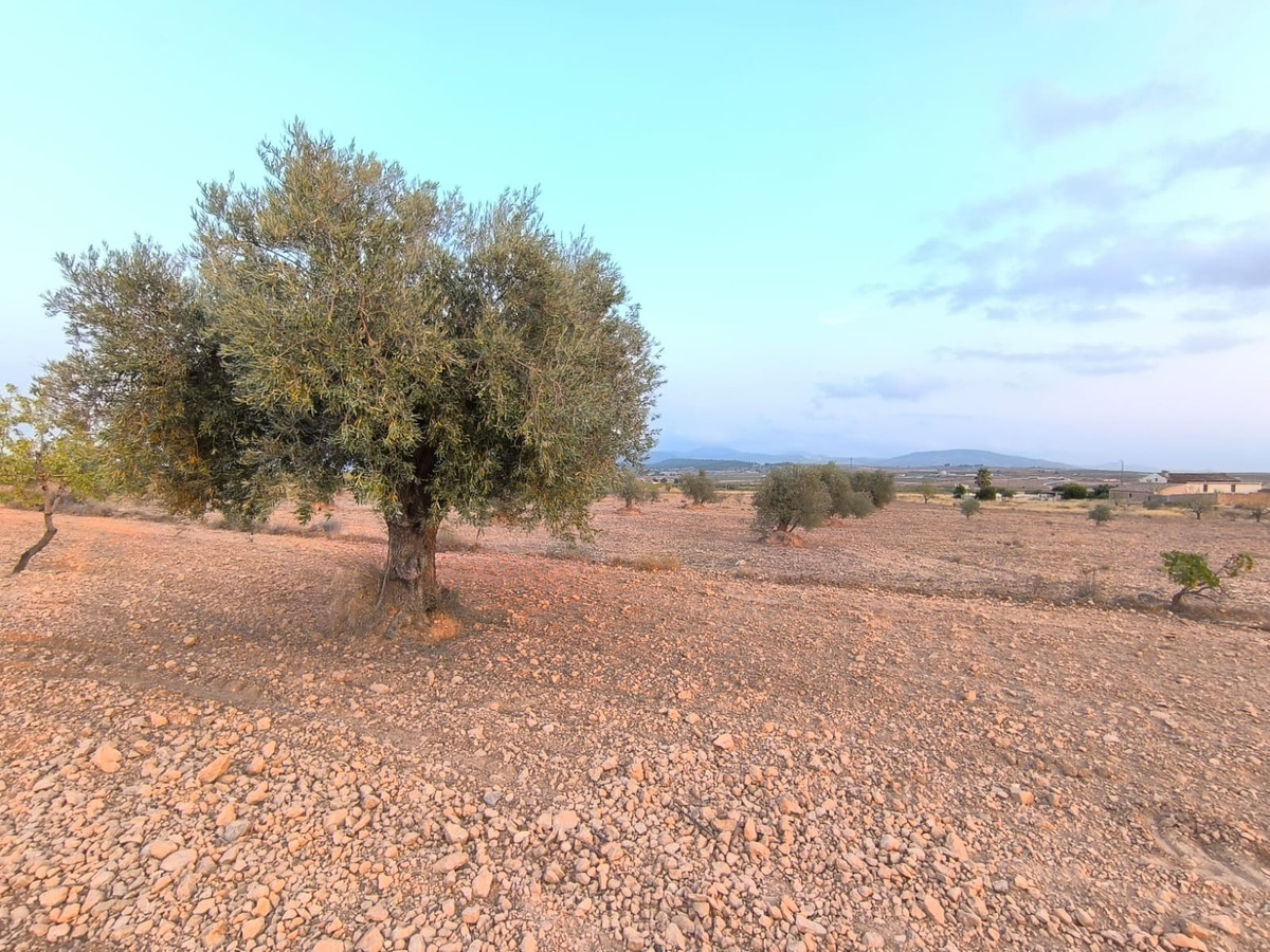 Plots for sale in Pinoso Costa Blanca, Alicante, Spain