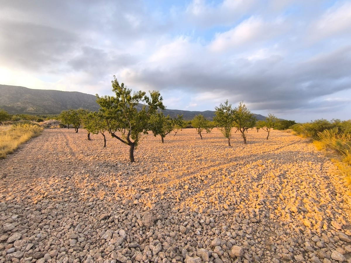 Plots for sale in Pinoso Costa Blanca, Alicante, Spain