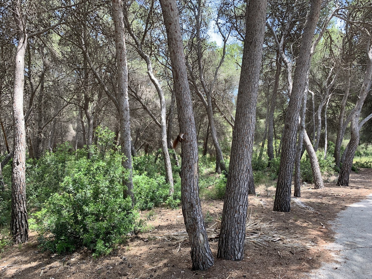Se vende Terreno Rustico  en Costa Blanca, Alicante, España