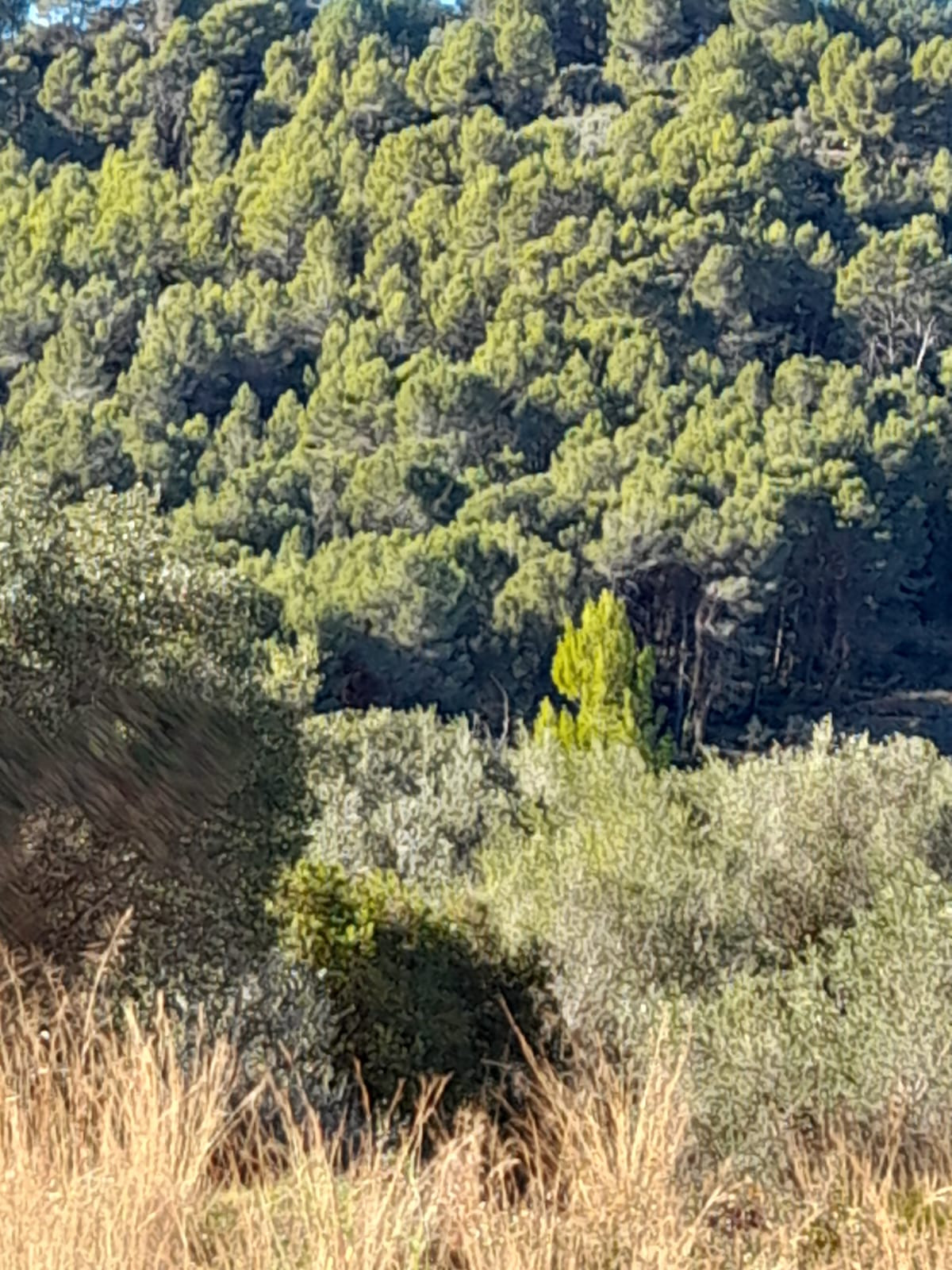 Plots for sale in Benidoleig Costa Blanca, Alicante, Spain