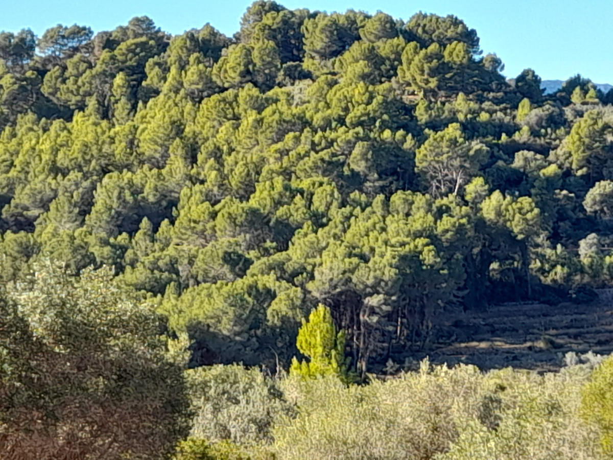 Plots for sale in Benidoleig Costa Blanca, Alicante, Spain