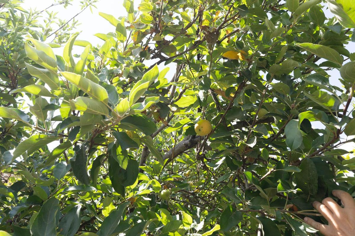 Se vende Finca - Cortijo de 2 dormitorios en Costa Del Sol, Málaga, España