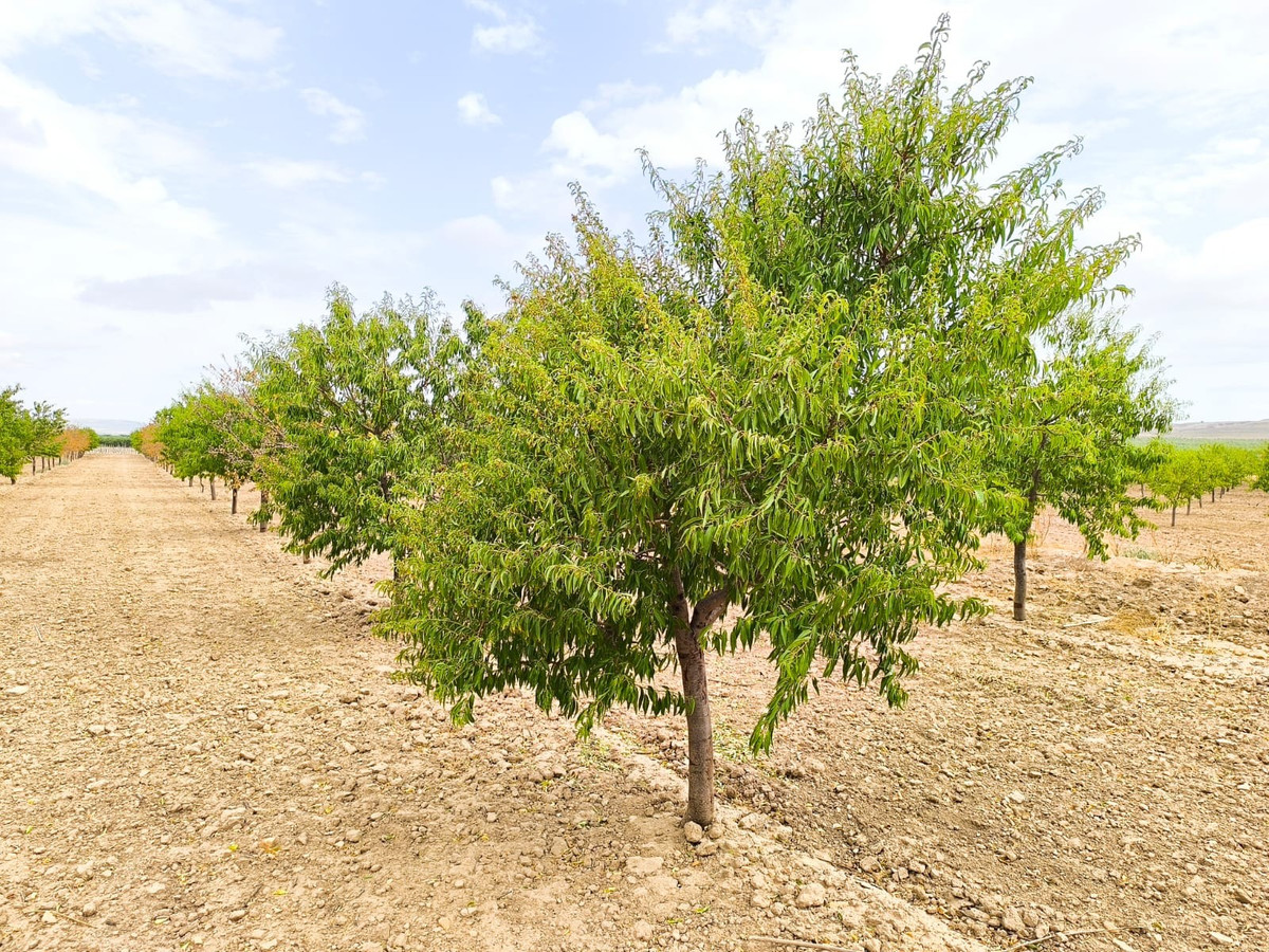 Se vende Terreno Rustico  en Costa Calida, Murcia, España