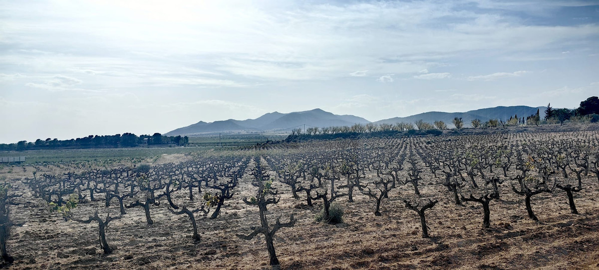 Plots for sale in Pinoso Costa Blanca, Alicante, Spain