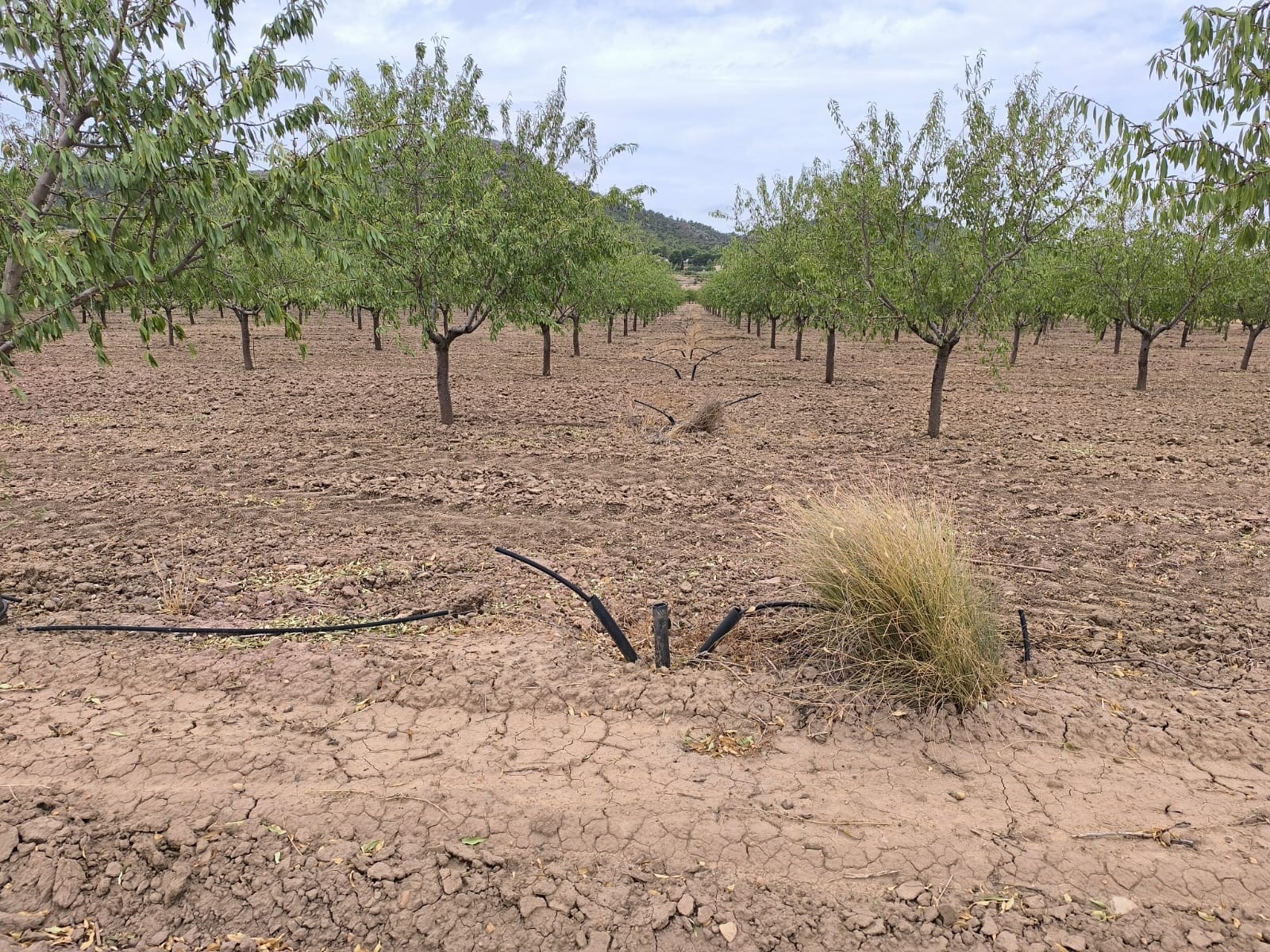 Finca en venta en Yecla