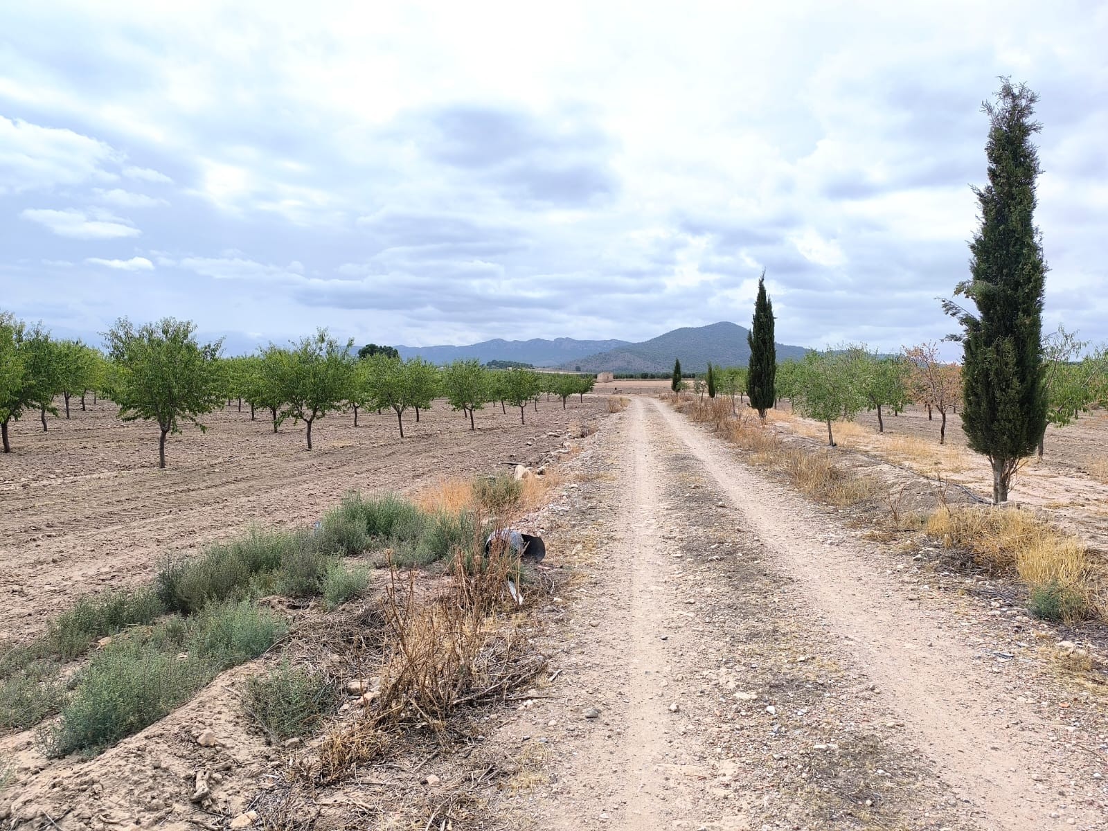 Finca en venta en Yecla