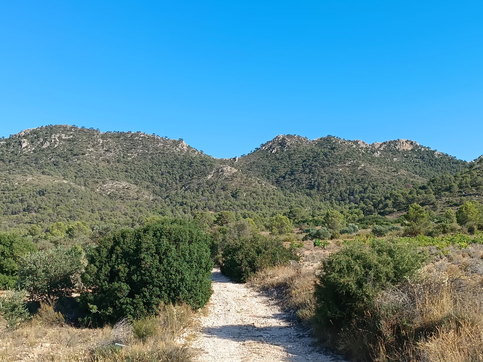 Finca for sale in Yecla, Murcia, Spain