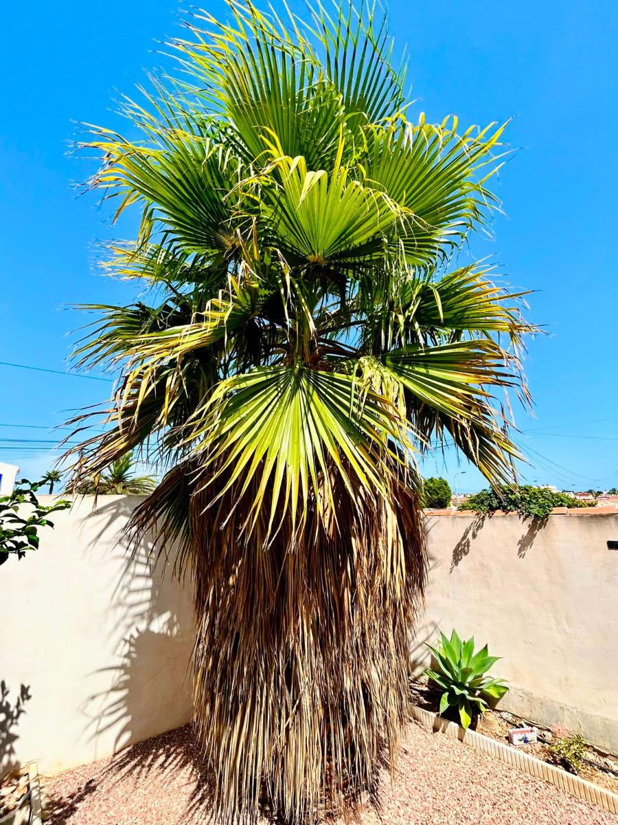 Villa en venta en Torrevieja