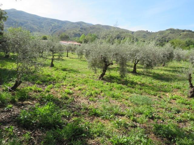 Finca for sale in Cenes De La Vega, Granada, Spain