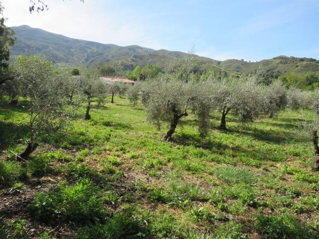 Finca for sale in Cenes De La Vega, Granada, Spain